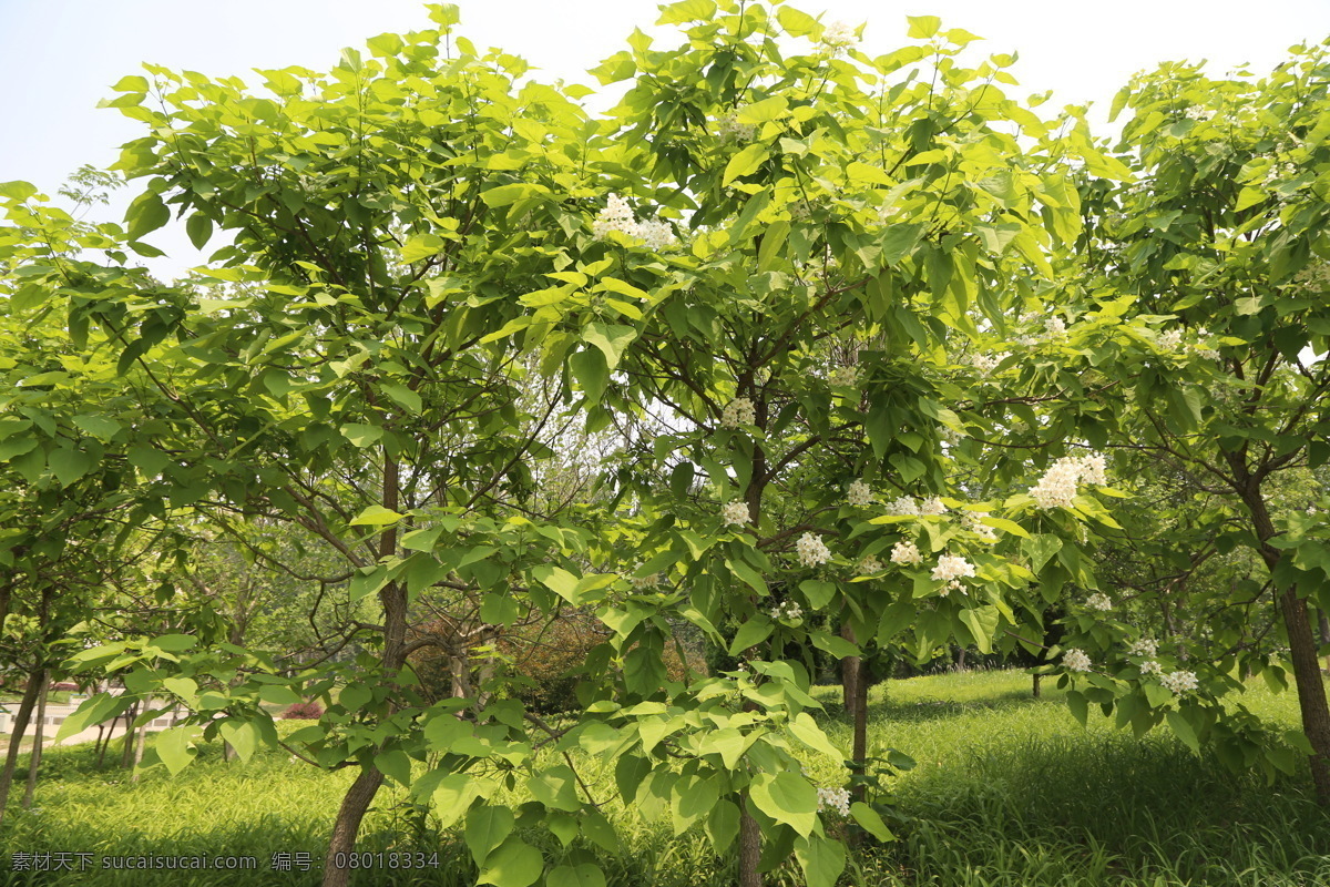 梓树花 梓树 树木 树冠 绿地 枝叶 花儿 花朵 植物 自然景观 绿色背景 背景素材 树木树叶 生物世界