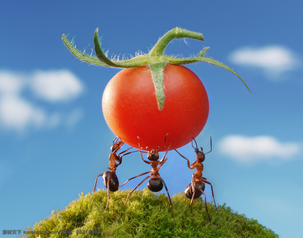 抬 西红柿 蚂蚁 水果 蔬菜 蚂蚁摄影 蚂蚁素材 昆虫 动物 野生动物 动物世界 昆虫世界 生物世界
