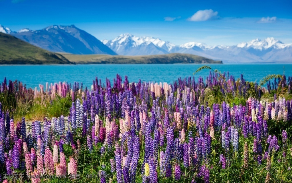河边 花丛 背景 花草树木 生物世界 桌面壁纸 电脑桌面壁纸 风景桌面壁纸 桌面壁纸图片 河流 山脉 自然风光 自然景观 旅游摄影 自然风景