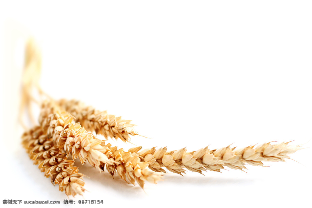 小麦 麦穗 麦子