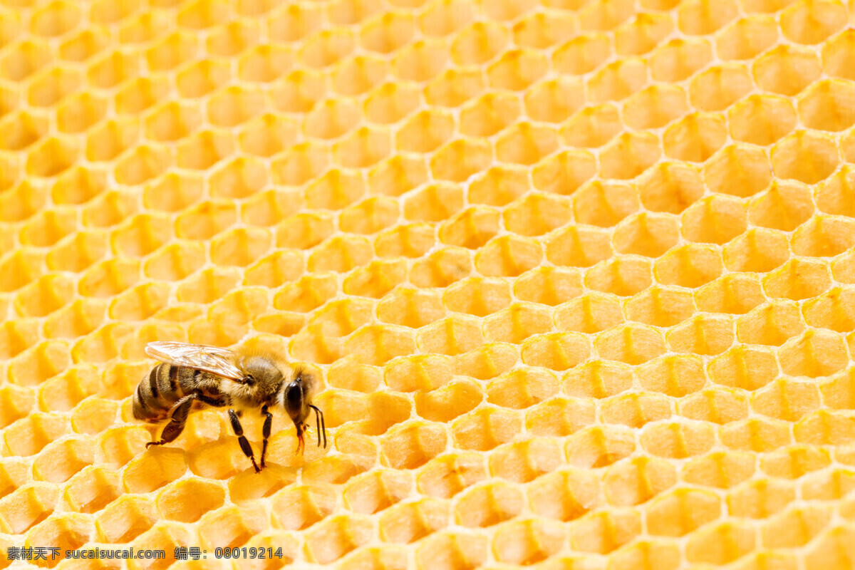 黄色背景 底纹背景 蜂蜜 蜜糖 蜂巢背景 黄色蜂巢背景 蜂巢 六边形背景 蜜蜂 晶格状背景 黄色