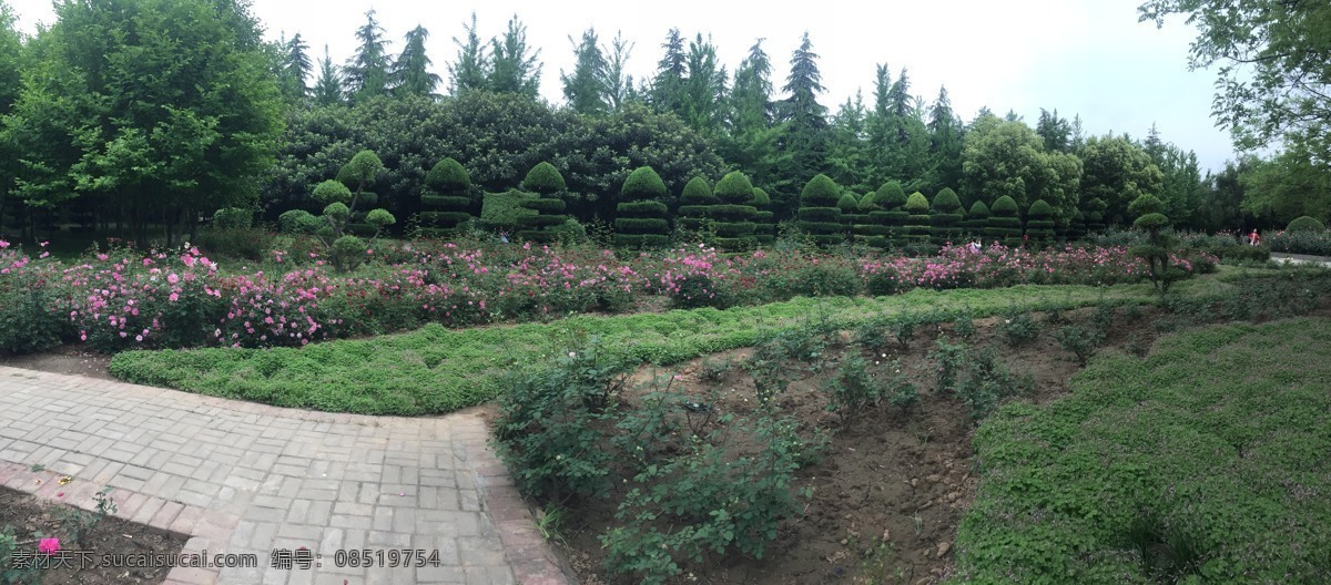 赏花 花海 公园 牡丹 月季 粉色 绿色 树木 风景 观赏 自然景观