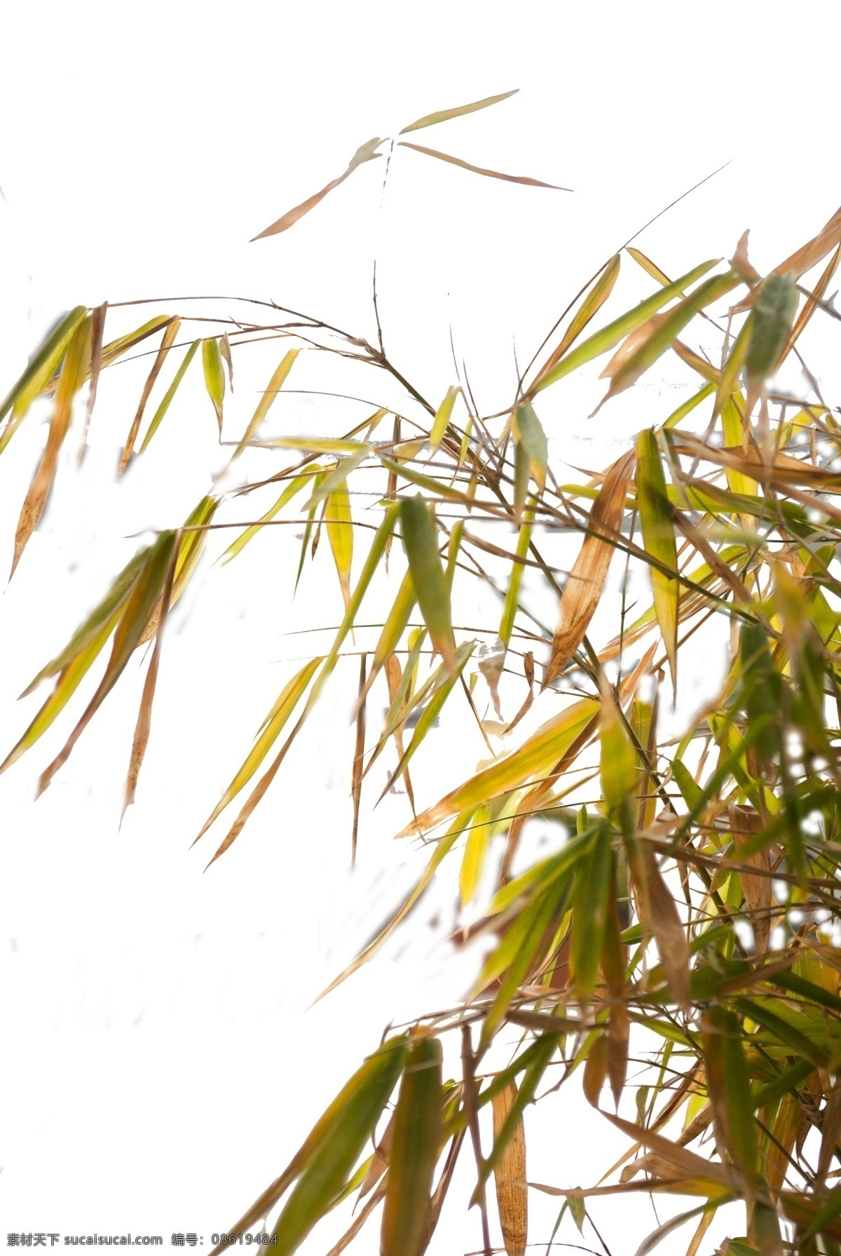 秋天 树叶 有点 泛黄 绿色 植物 新鲜 清新 绿草如茵 郁郁葱葱 美景 舒适 美丽 养眼 景色 美妙