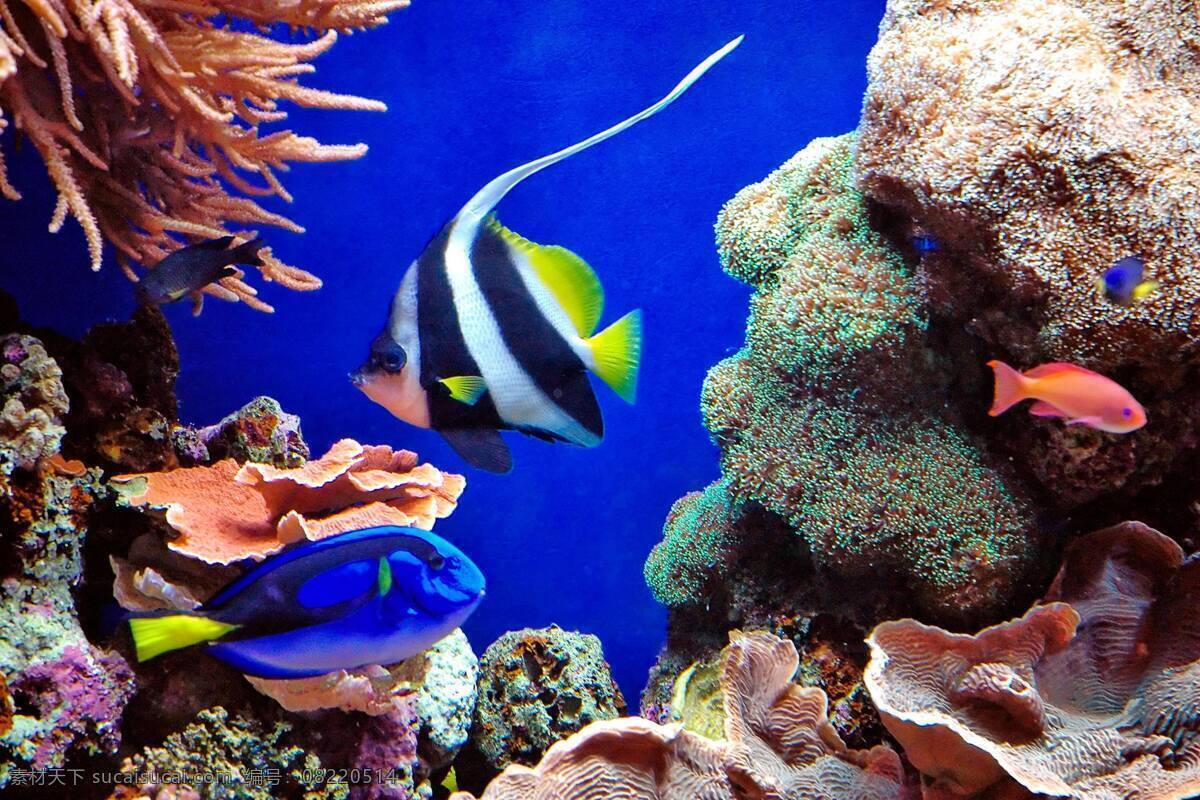 海底鱼 海底 鱼 蓝色 珊瑚 蓝色背景 自然风景 生物世界 海洋生物