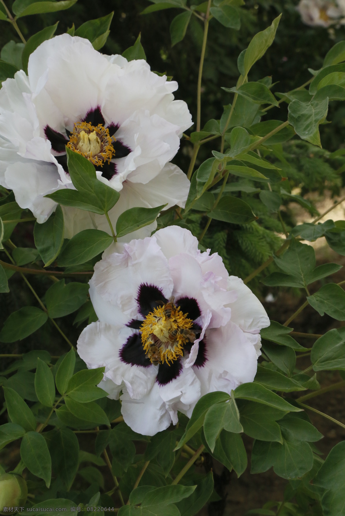 牡丹花 牡丹 花卉 花儿 花草 植物 园林绿化 绿化景观 花朵 花蕊 牡丹园 园艺 富贵牡丹 芍药牡丹 生物世界