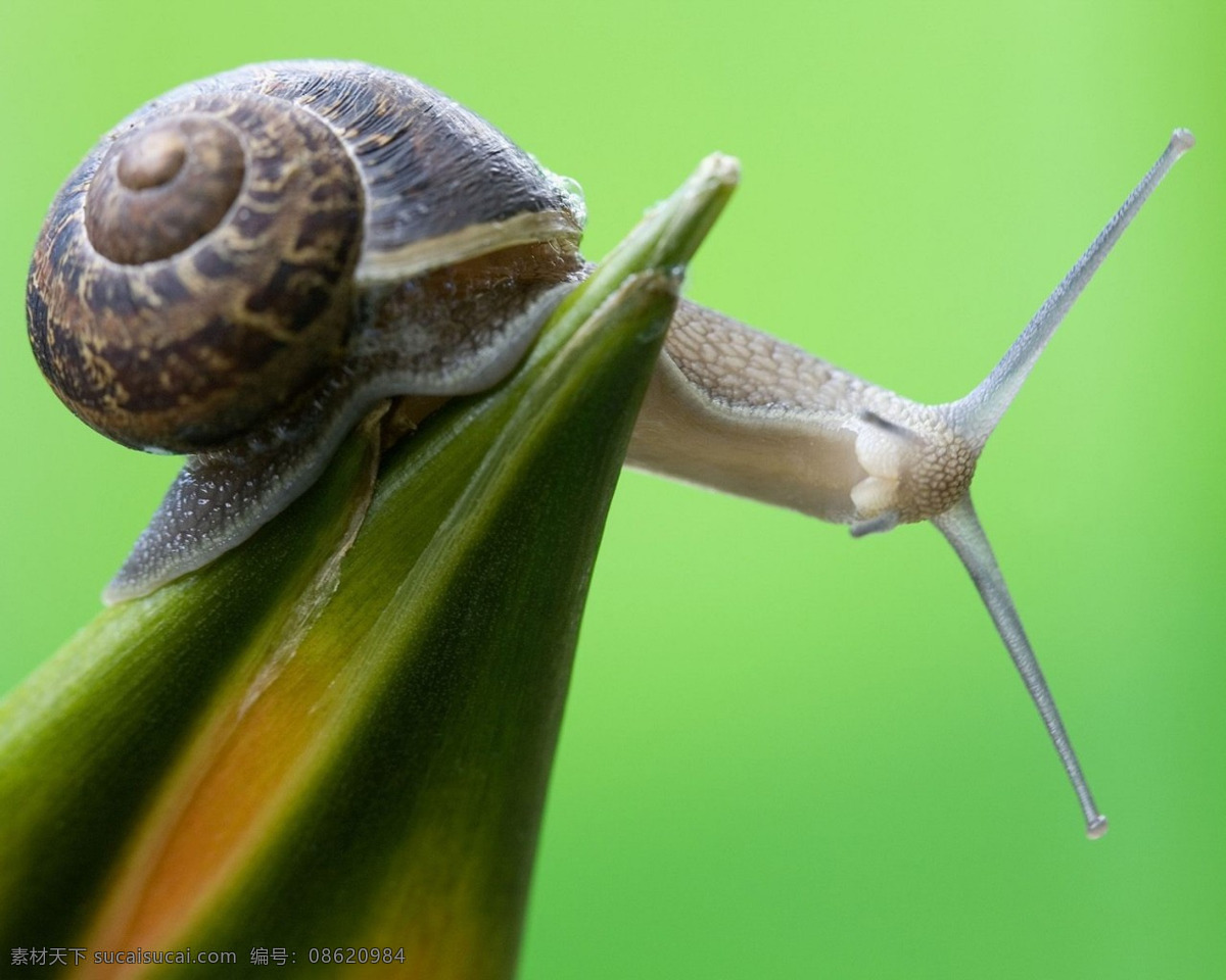 蜗牛摄影图 俏皮 可爱 高清 摄影照片 生物世界 春天 绿色 图片专辑