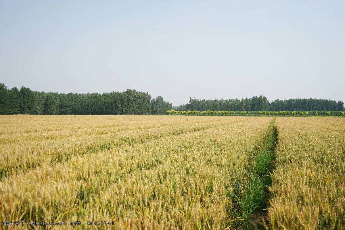 金黄的麦田 麦田 小麦 麦子 金黄 麦地 绿地 收获 自然景观 田园风光 黄色