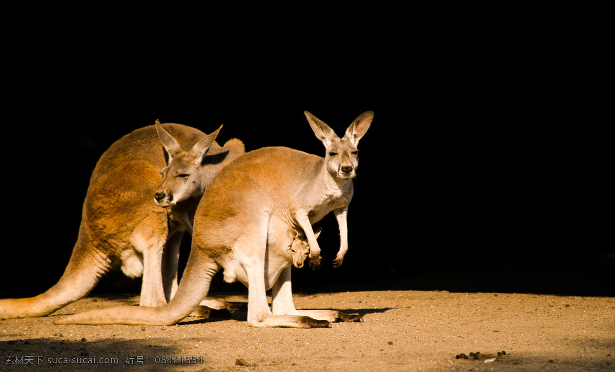 动物 自然生物 哺乳动物 澳大利亚袋鼠 袋类动物 生物世界 野生动物