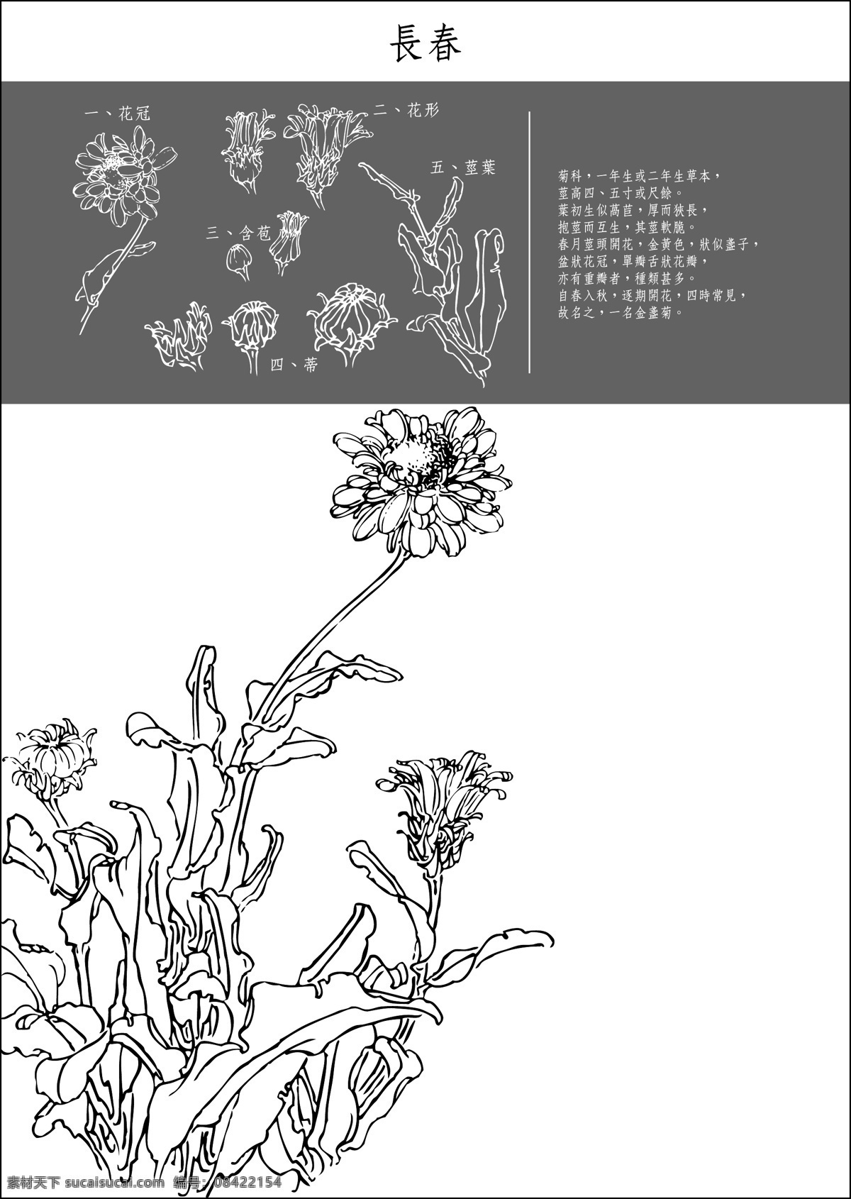 矢量 白描 长春 底纹 花纹 矢量图 花纹花边