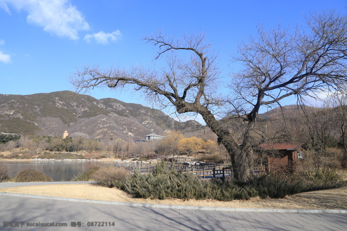 冬日植物园 植物园风景 老槐树 蓝天白云 园林美景 山坡 山路 小路 落叶树 植物园美景 公园美景 园林风景 园林 植物 花草 园林景观 枝叶 树木 绿化景观 自然景观 建筑园林 园林建筑