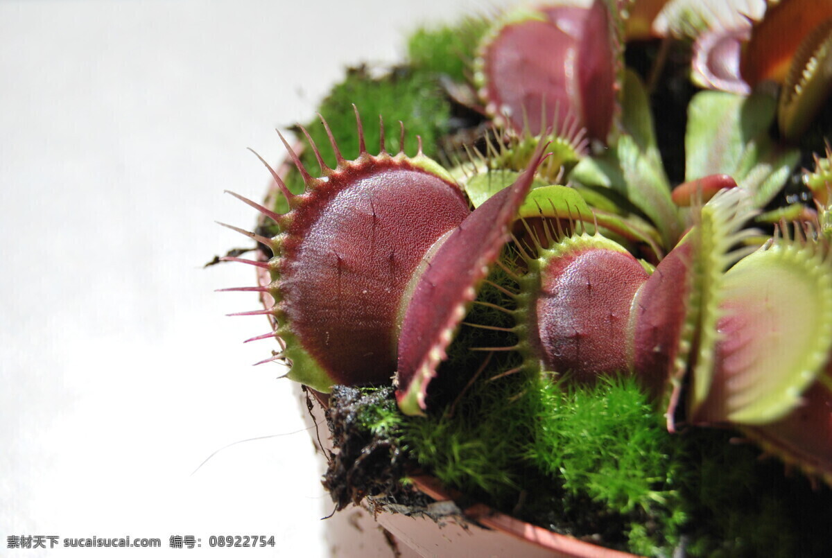 植物 树叶 背景 绿色 刺 叶子 花草树木 生物世界