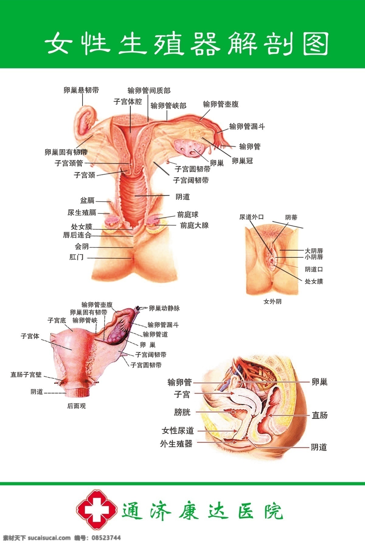 女性生殖器解剖图素材图片下载-素材编号08523744-素材天下图库