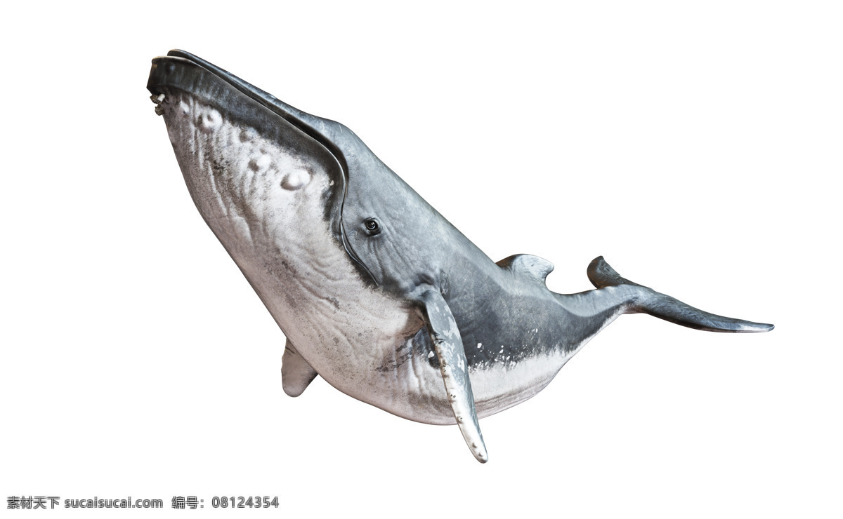 鲸鱼 鲸 驼背鲸 座头鲸 大翅鲸 巨臂鲸 锯臂鲸 野生动物 生物世界 海洋生物