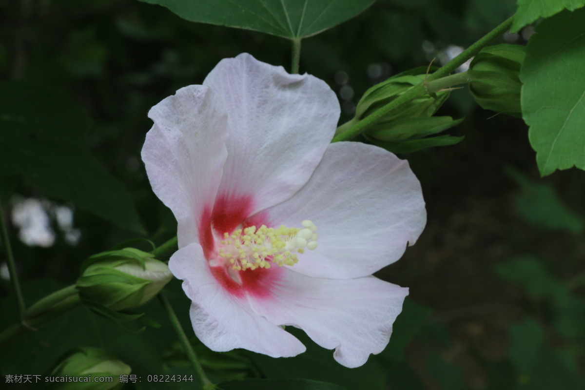 木槿 无穷花 花卉 花儿 花草 植物 园林绿化 绿化景观 花骨朵 花朵 花蕊 木槿木槿花 生物世界