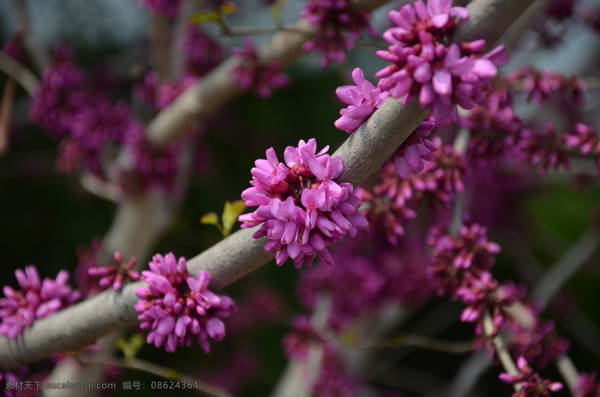 紫荆 春季 花草 花卉 玫瑰红色 生物世界 满条红 先花 后叶 簇生 枝上 花卉系列 psd源文件