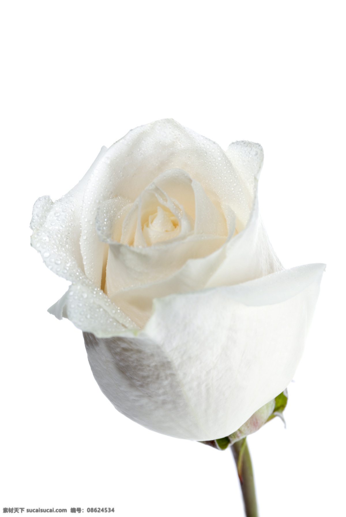 白玫瑰 玫瑰花 玫瑰 花卉 花瓣 叶子 鲜花 花草 生物世界