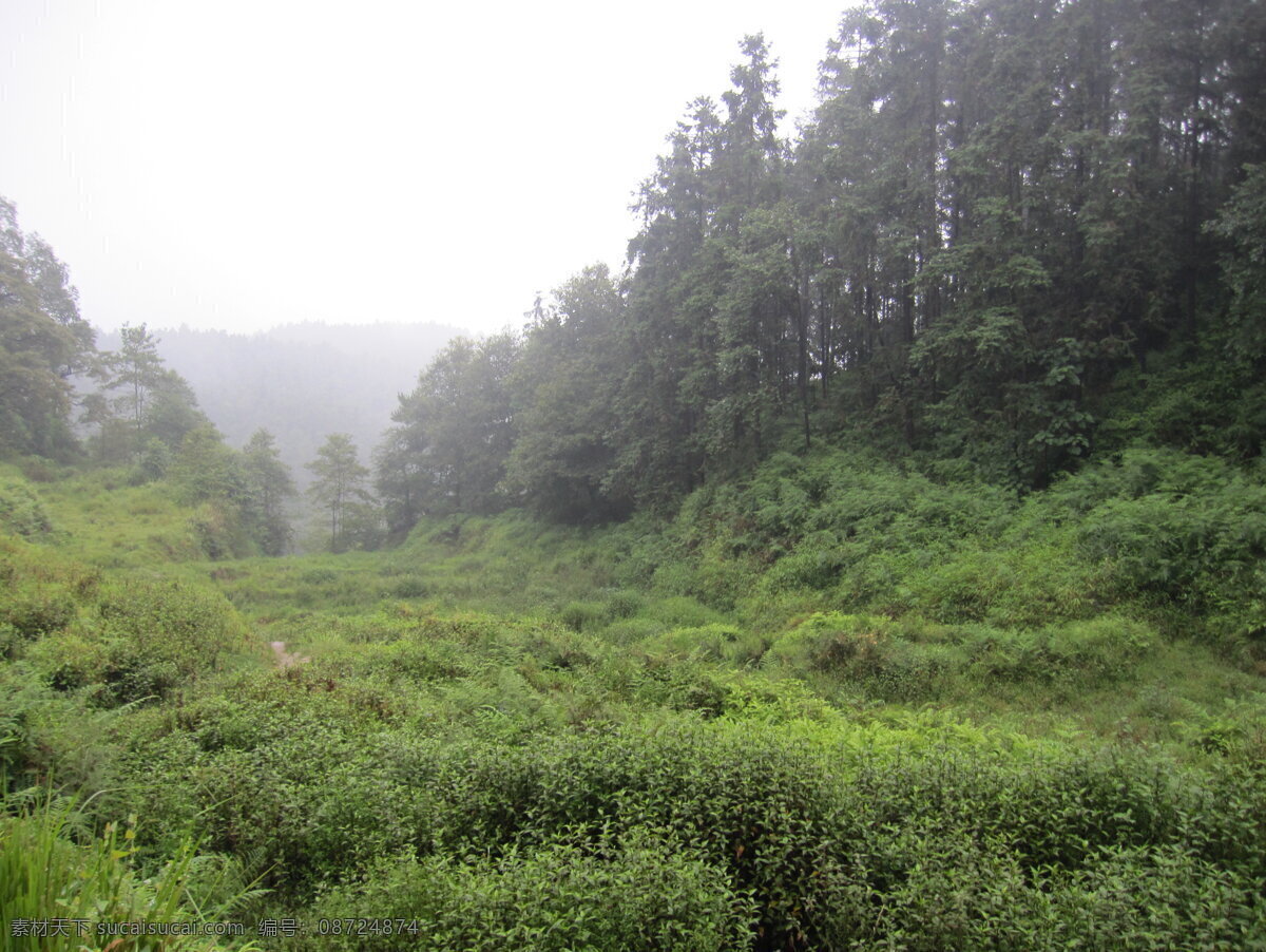 重庆岚峰景区 重庆美景 大森林 绿色图片 大自然 国内旅游 旅游摄影