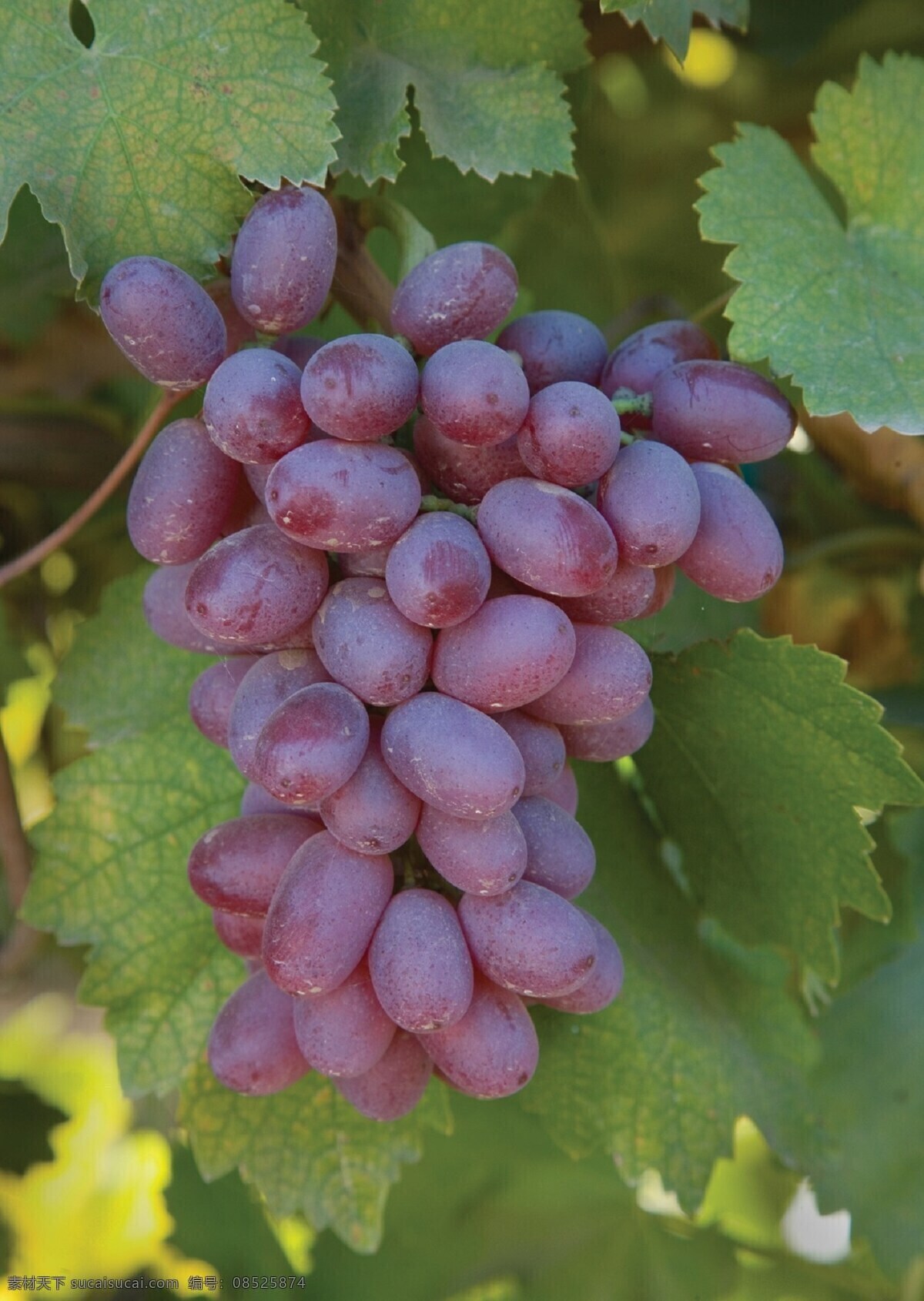 提子 新鲜提子 美国红提 葡萄 提子摄影 红提子 新鲜葡萄 水果 新鲜水果 生物世界