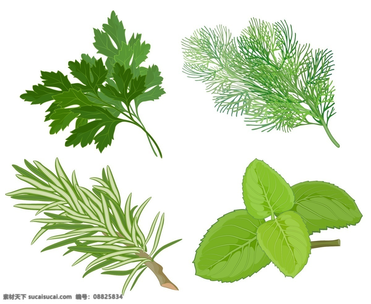 草本 叶 矢量 草本植物 达芙妮 绿 中国人 矢量图 其他矢量图