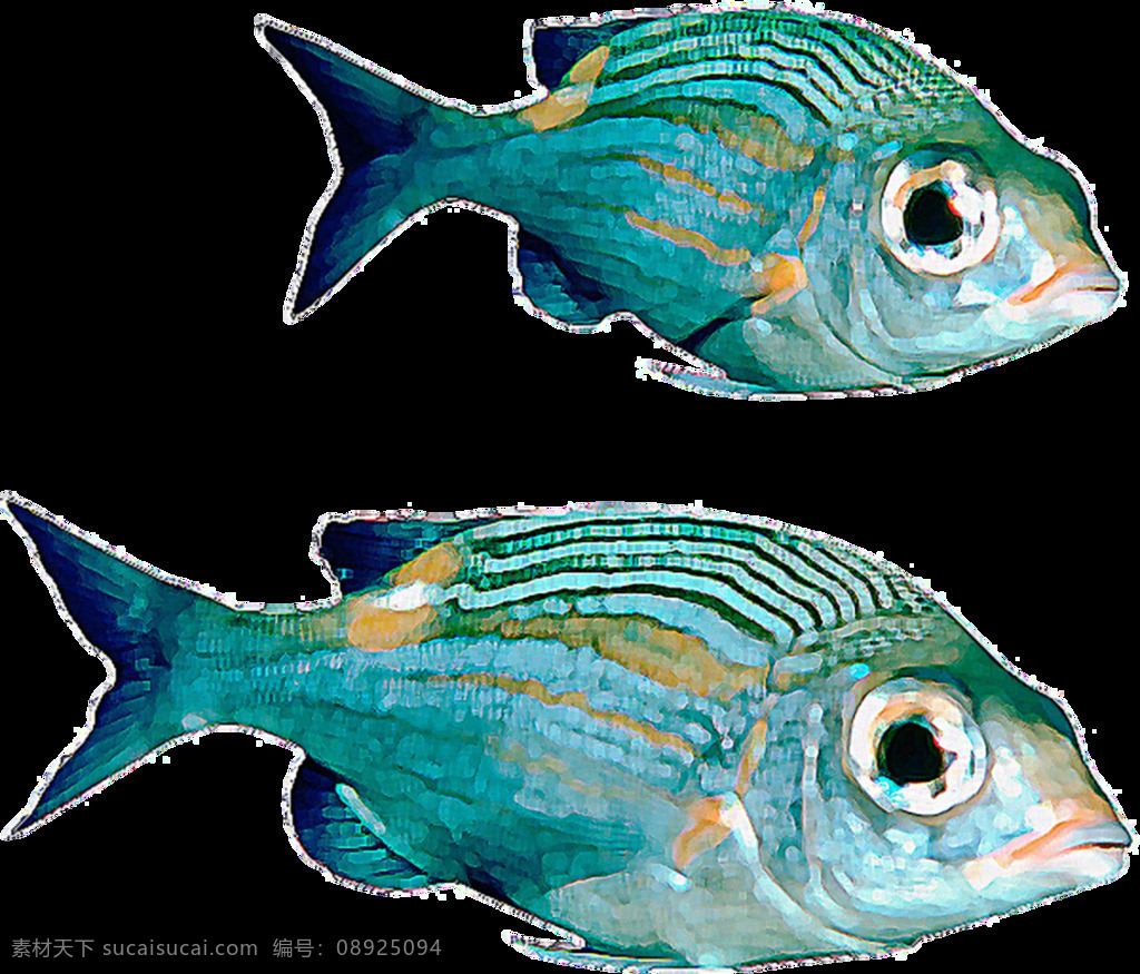 两 条 青 蓝色 观赏鱼 免 抠 透明 小型热带鱼 热带鱼图片 小热带鱼 热带鱼类 冷水热带鱼 热带观赏鱼