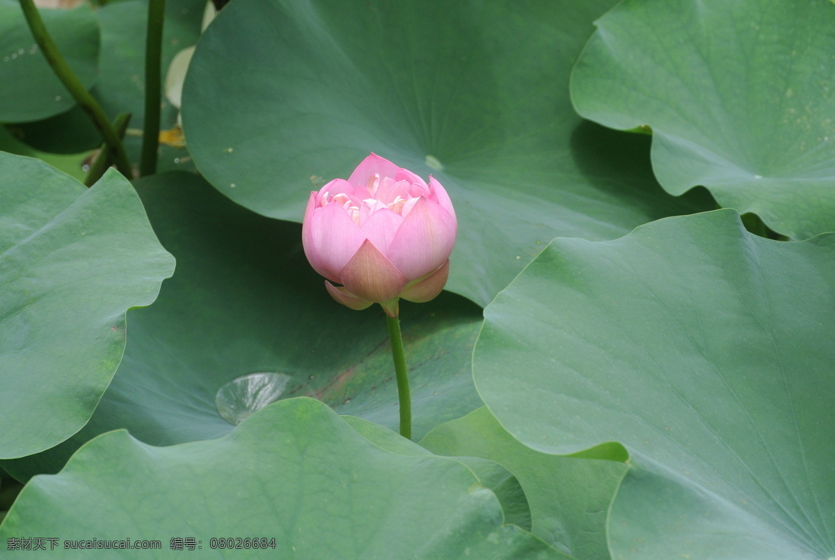 莲花 开放 红花 绿叶 蓝天 花草 生物世界