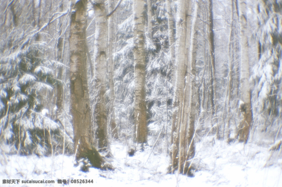 美丽 树林 雪景 冬天 白雪 树木 美景 景色 美丽风景 摄影图 雪景图片 风景图片