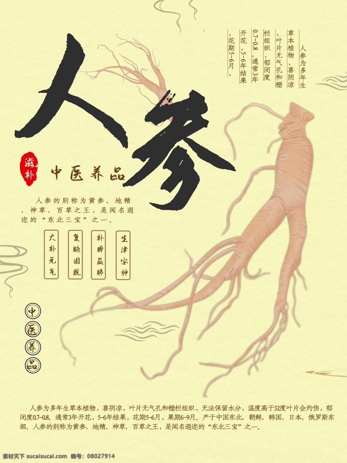 人参海报 人参广告 野生人参 山参 野生山参 长白山人参 土人参 人参画册 正宗人参 野山参 中药人参 野人参 人参花 高丽野人参 人参挂画 人参挂图 长白山参 东北人参 东北野山参 中药 千年人参 人参功效 人参dm单 人参传单 人参宣传单 人参养生 高丽参 人参素材 人参展板 人参宣传