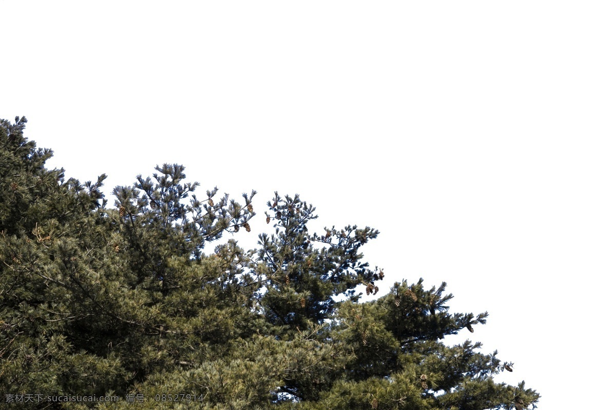 茂密 四季常青 松树 森林 绿树 自然风光 山水风景 自然景观 挺拔直立 高耸如云