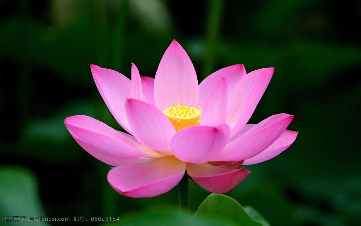 莲花 睡荷 荷花 花 红花 生物世界 花草