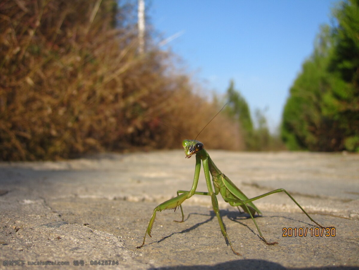 螳螂 草丛 昆虫 生物世界 田园 乡间小路