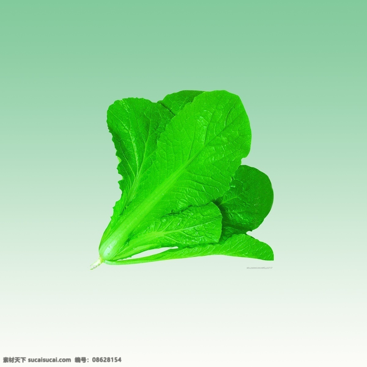 分层 白菜 大白菜 芥菜 蔬菜素材 源文件 北京桔红三号 奶白二号 奶白三号 斗白一号 京研黑叶 风景 生活 旅游餐饮