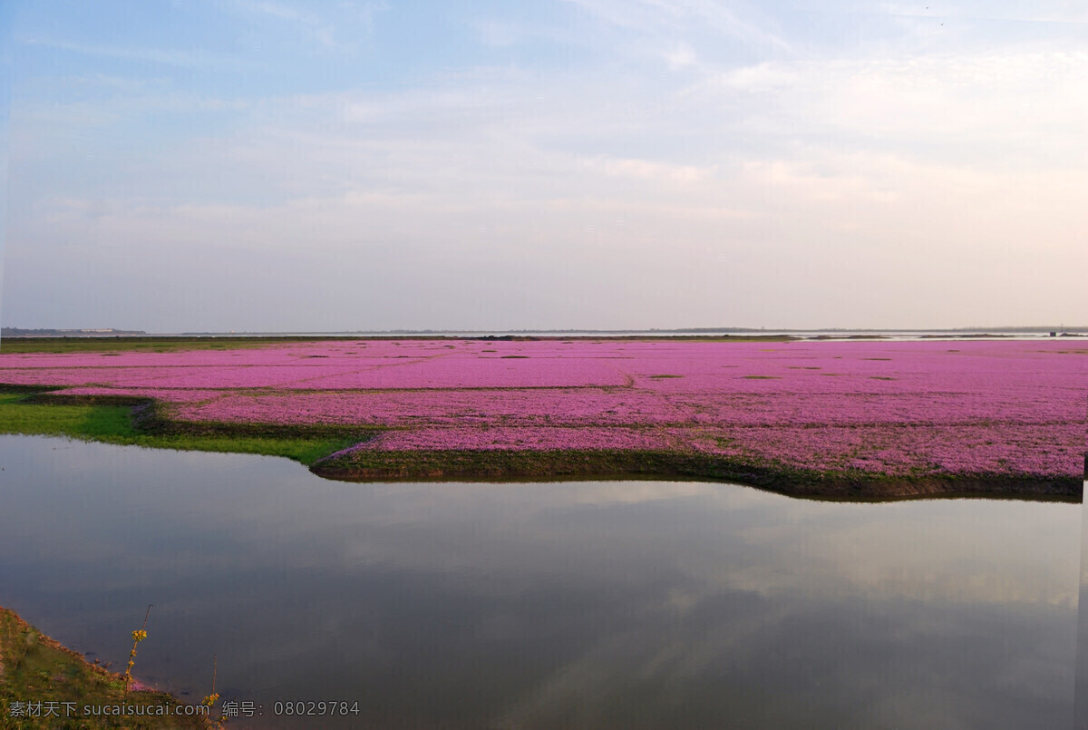 鄱阳 野生 红花草 草坪 鄱阳湖 鄱阳县 湖水 红花海 大气 漂亮 美丽 宽广 风景 色彩 植物 湖泊 河水 茂密 自然风景 自然景观 无人 山水风景