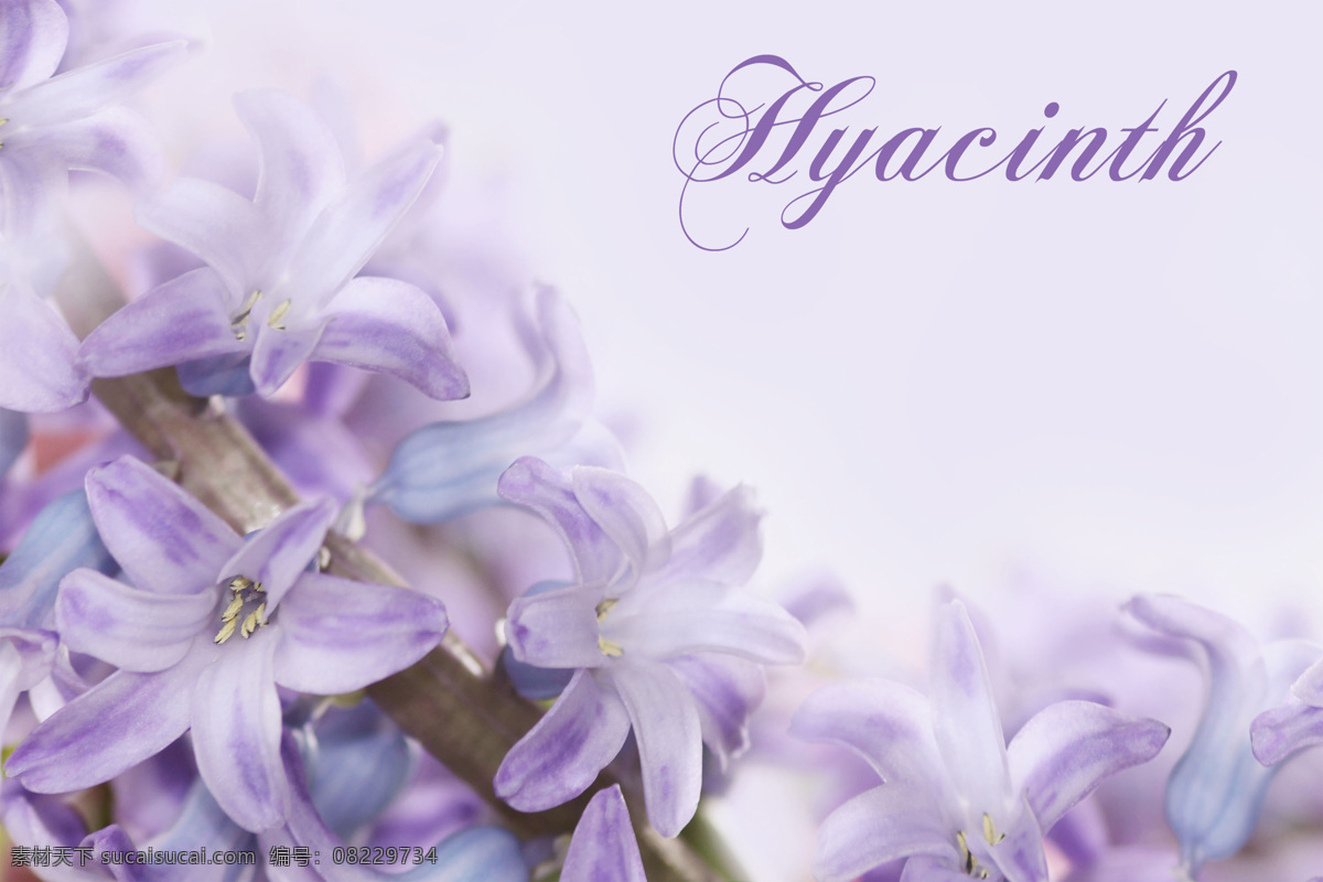 紫色 百合花 背景 花朵 鲜花 花卉 植物 花草树木 生物世界