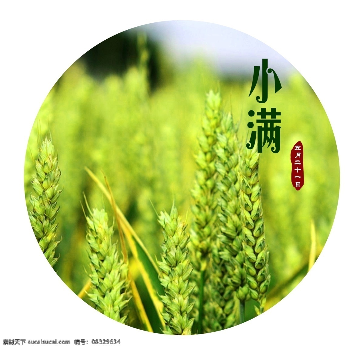 小满 二十四节气 元素 海报 绿色 小麦 麦田 节气