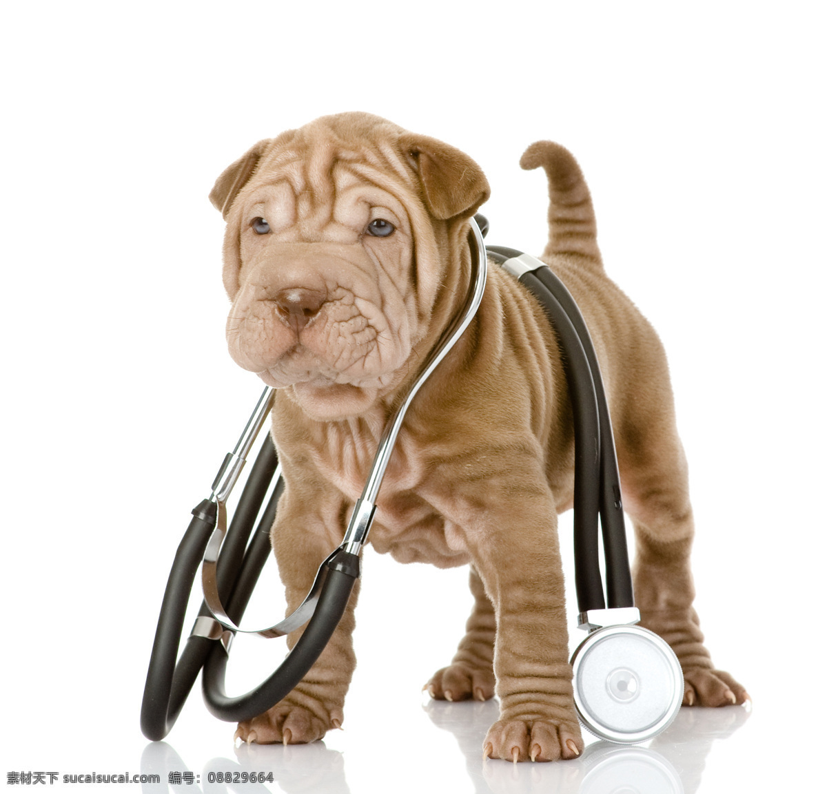 背着 听诊器 沙皮 犬 背着听诊器 医疗器材 医疗器械 沙皮犬 动物 宠物 陆地动物 生物世界 白色