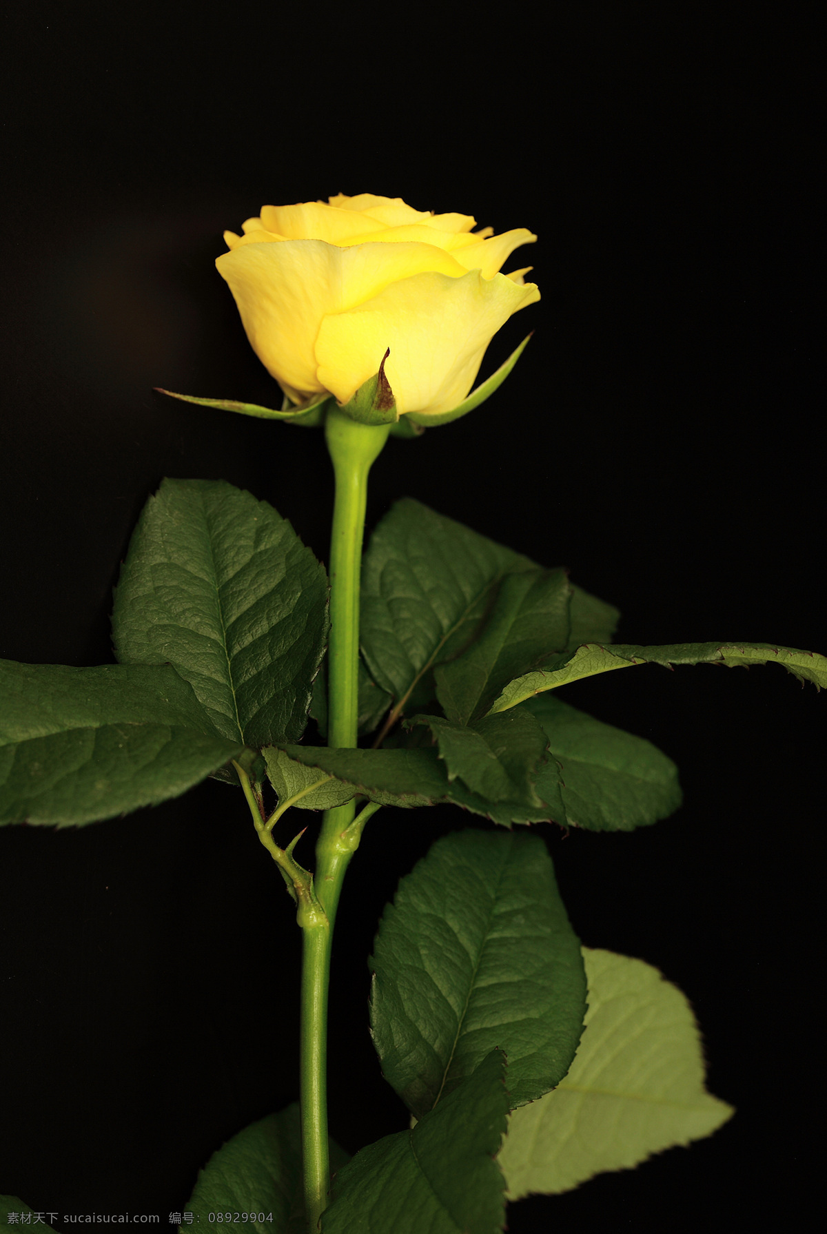 支 黄色 玫瑰花 花朵花卉 美丽花朵 植物花朵 鲜花 花草树木 生物世界