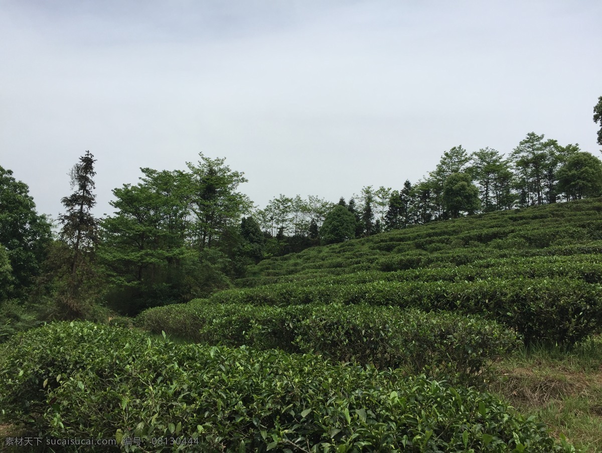 高山 美丽 茶园 树 天空 绿色 树木 茶叶 自然景观 自然风景