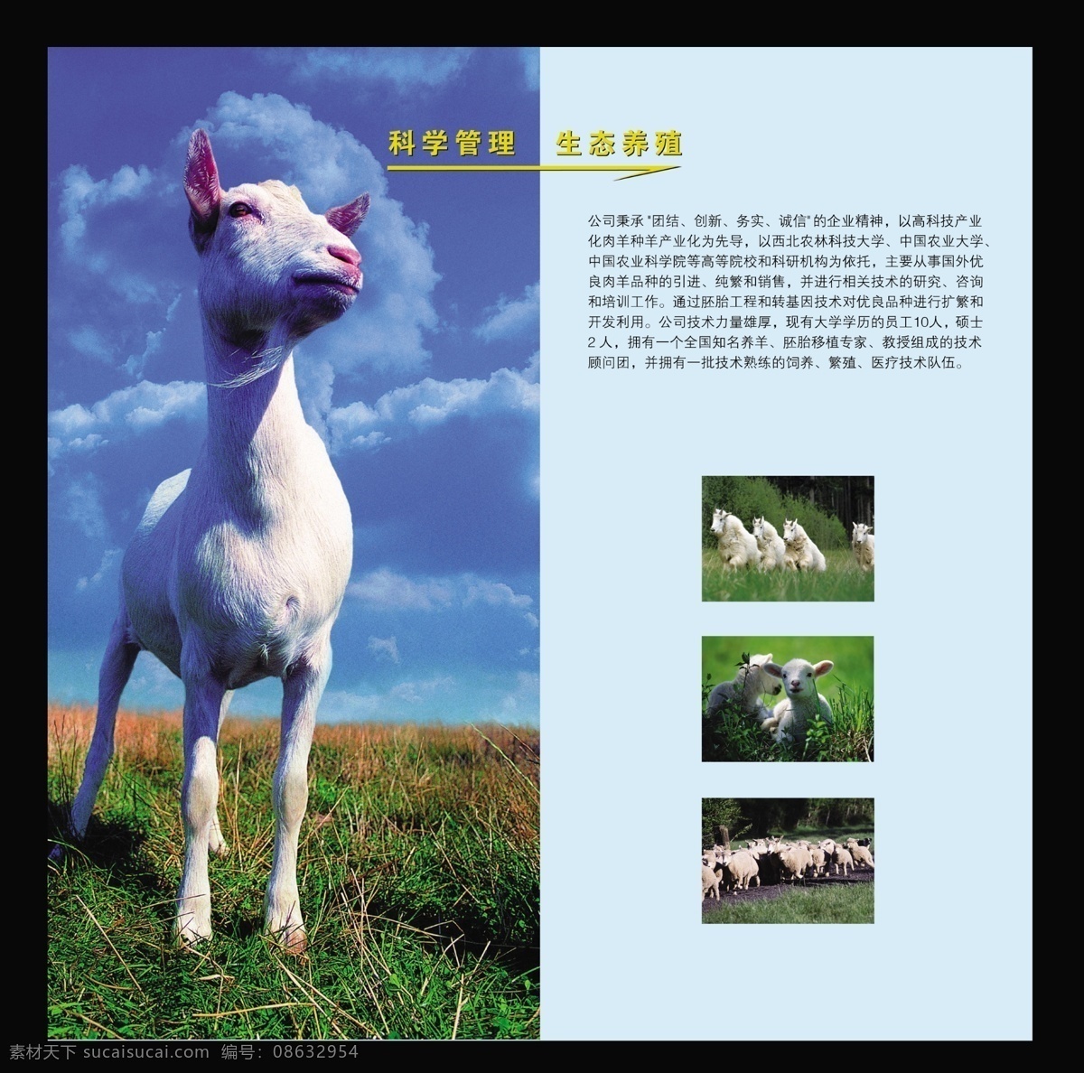 畜牧 画册 版式 psd源文件 版式画册设计 版式设计 画册版式 画册设计 企业画册 畜牧业画册 宣传画册 生态养殖 企业画册封面