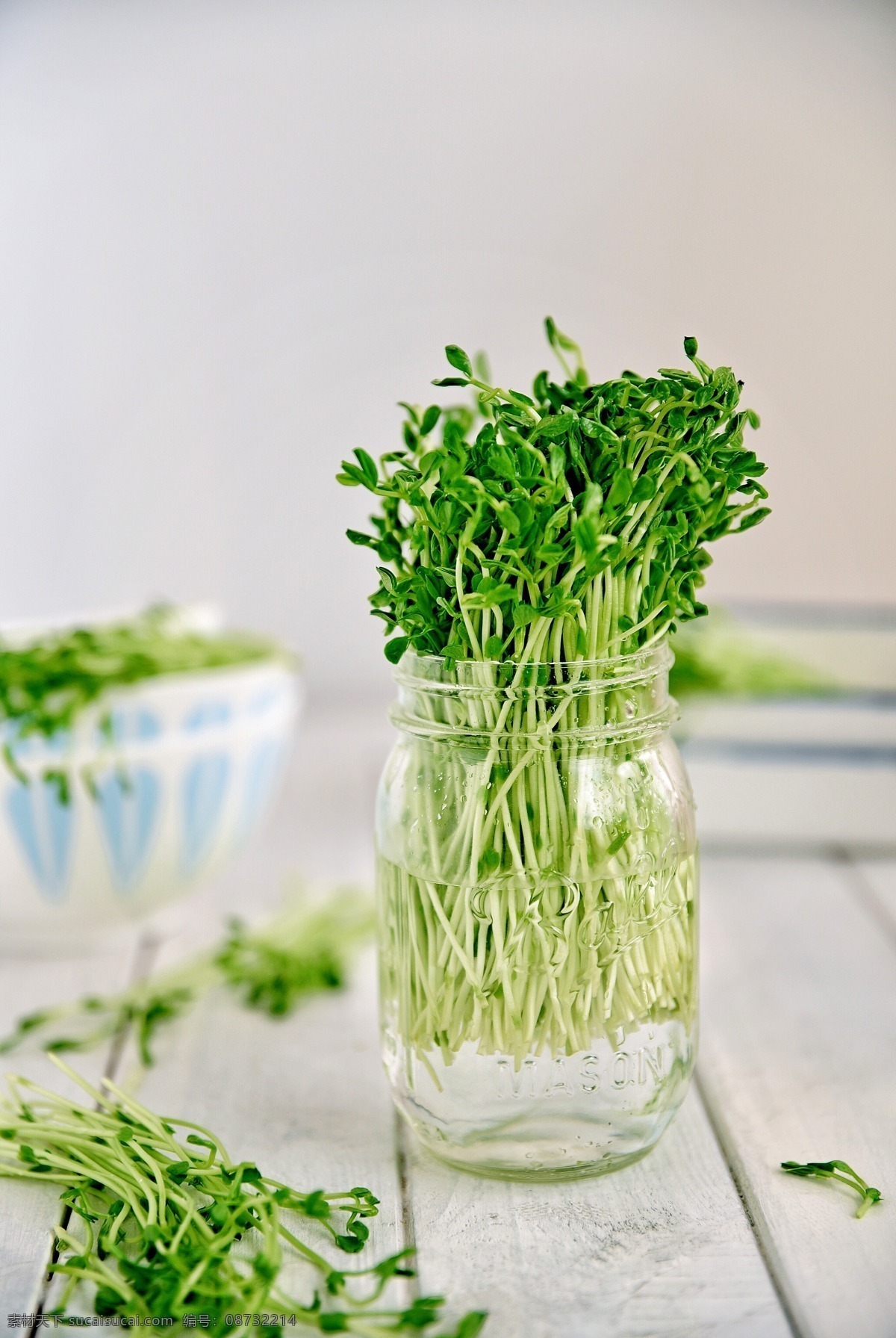 豆苗 绿色 有机蔬菜 蔬菜 豆芽 生物世界