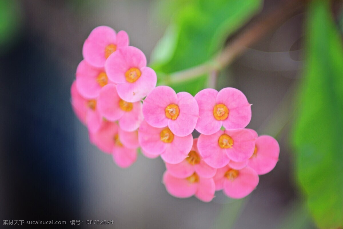 小 清新 粉色 花朵 小清新 小清新花朵 清新花朵 粉色花朵 小花朵 鲜花 花卉 花瓣 花蕊 花儿 花草 植物 生物世界