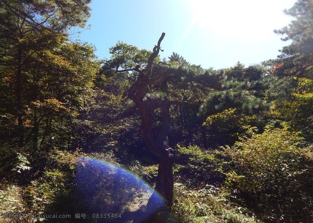 黄山风光 黄山旅游 黄山美景 黄山云海 旅游 云海 松树 高山 风景名胜 自然景观 安徽黄山 黄山秋色 黄山 安徽旅游景点 黄山景色 黄山山峰 山峰