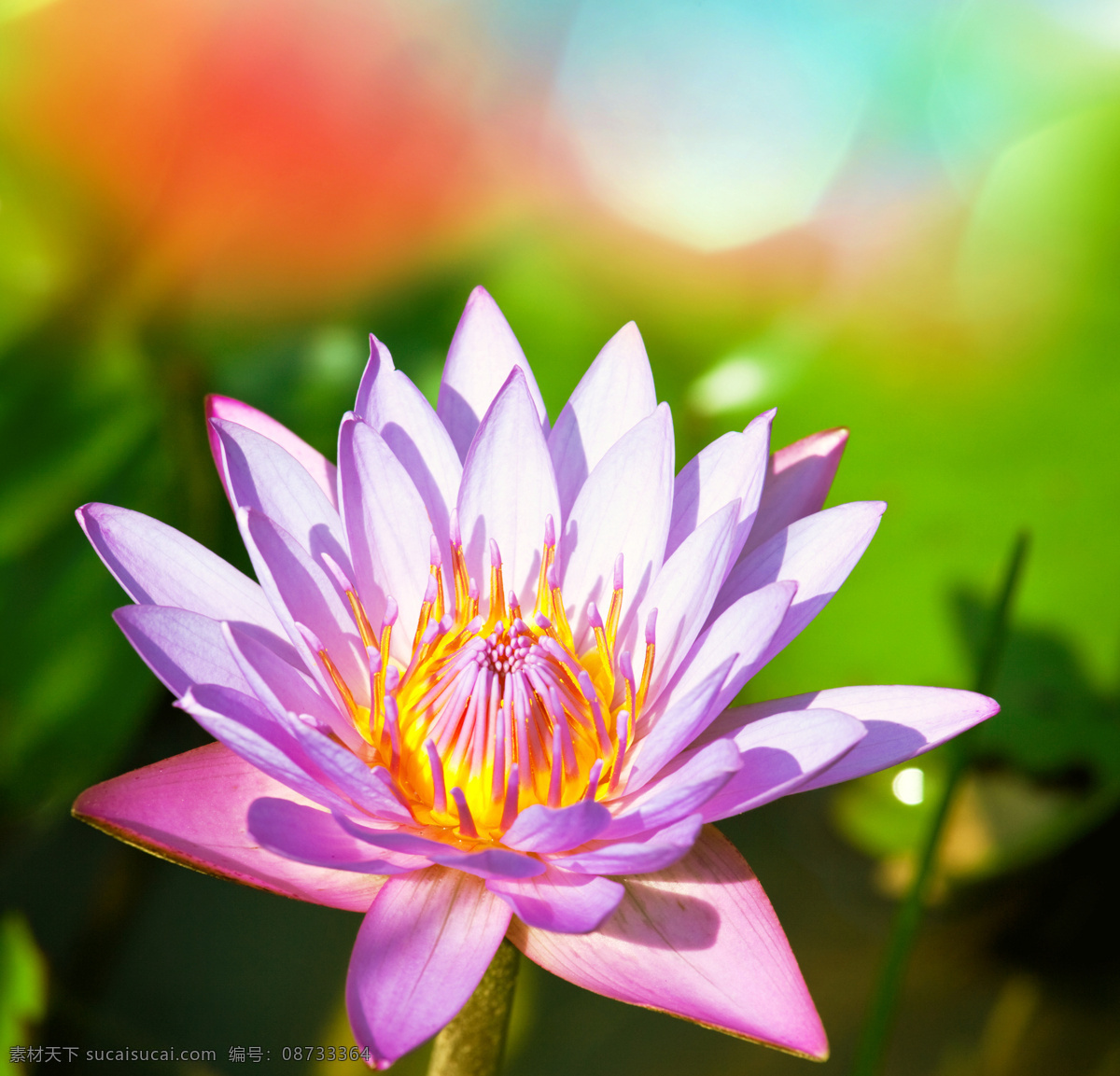鲜花 花朵 底纹背景 花草树木 花木场 生物世界