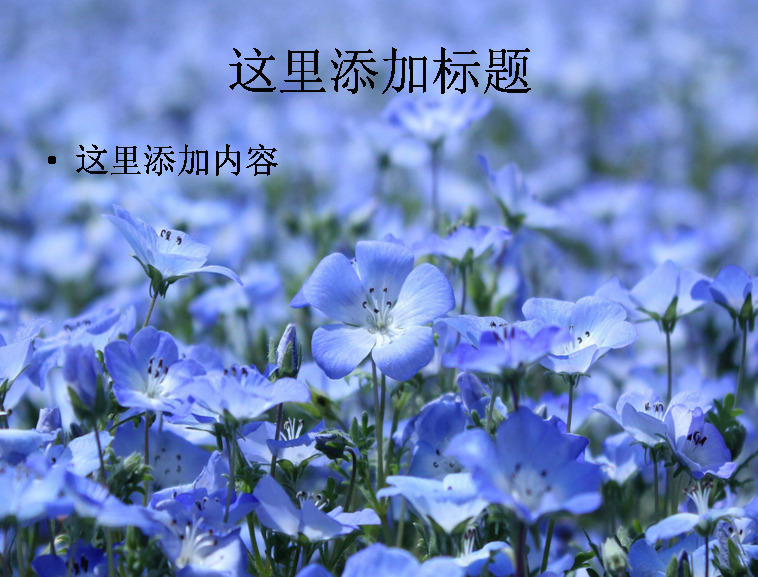 清新 唯美 亚麻 花 高清 ppt7 模板