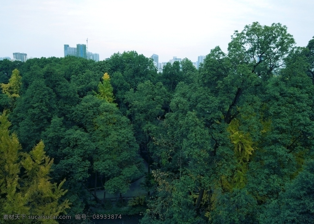 俯视 大树 树顶 树尖 森林 树梢 杜甫草堂 四川成都 天空 树 森林景观 森林背景 植被 绿色 自然 景观 俯视图 花草树木 生物世界 树木树叶
