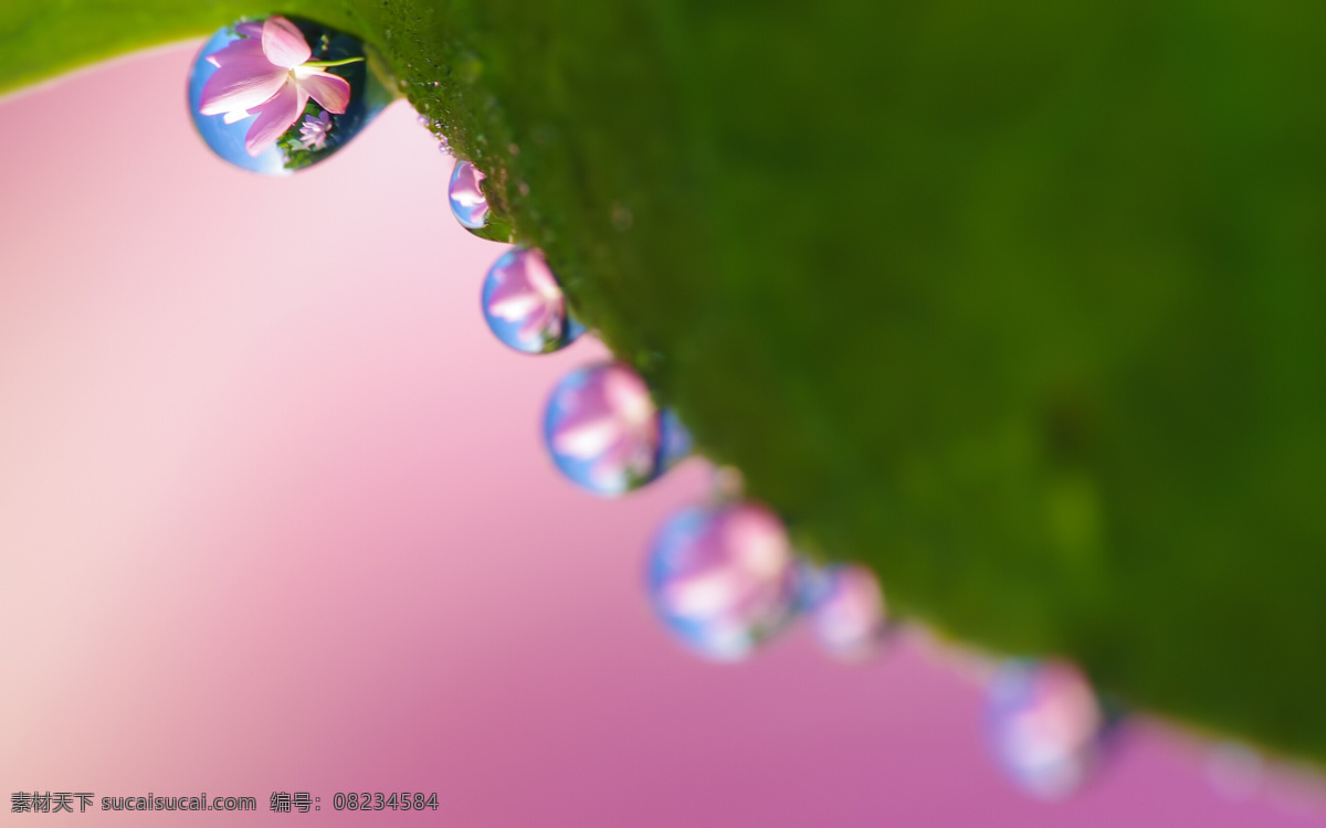 水珠 花朵 生物世界 树木树叶 水滴 雨季 psd源文件