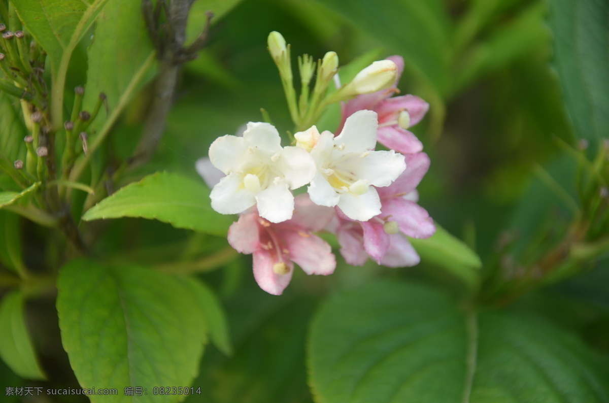 锦带花 花卉 锦带 海仙 忍冬科 花 属 聚伞花序 枝顶 叶腋 漏斗状钟形 白变红 一枝 数朵 花卉系列 花草 生物世界