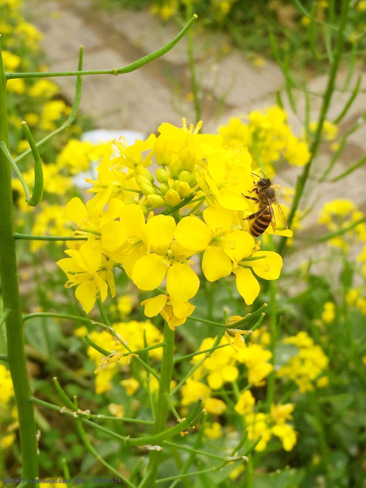 油菜花 油菜花和蜜蜂 油菜花田 金黄油菜花 油菜地 生物世界 花草