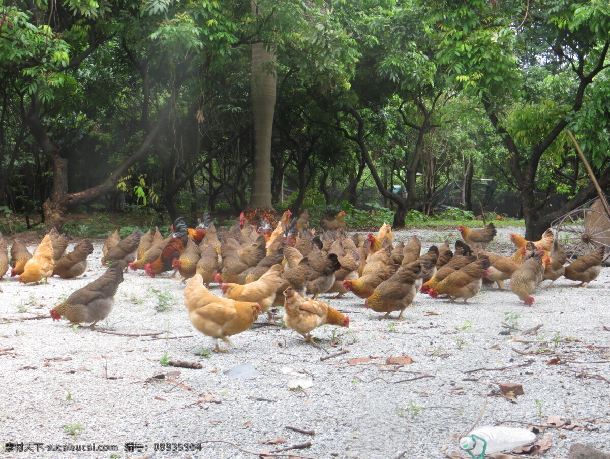 鸡 群鸡 鸡群 地上的鸡 很多鸡 走地鸡 图片类 生物世界 家禽家畜