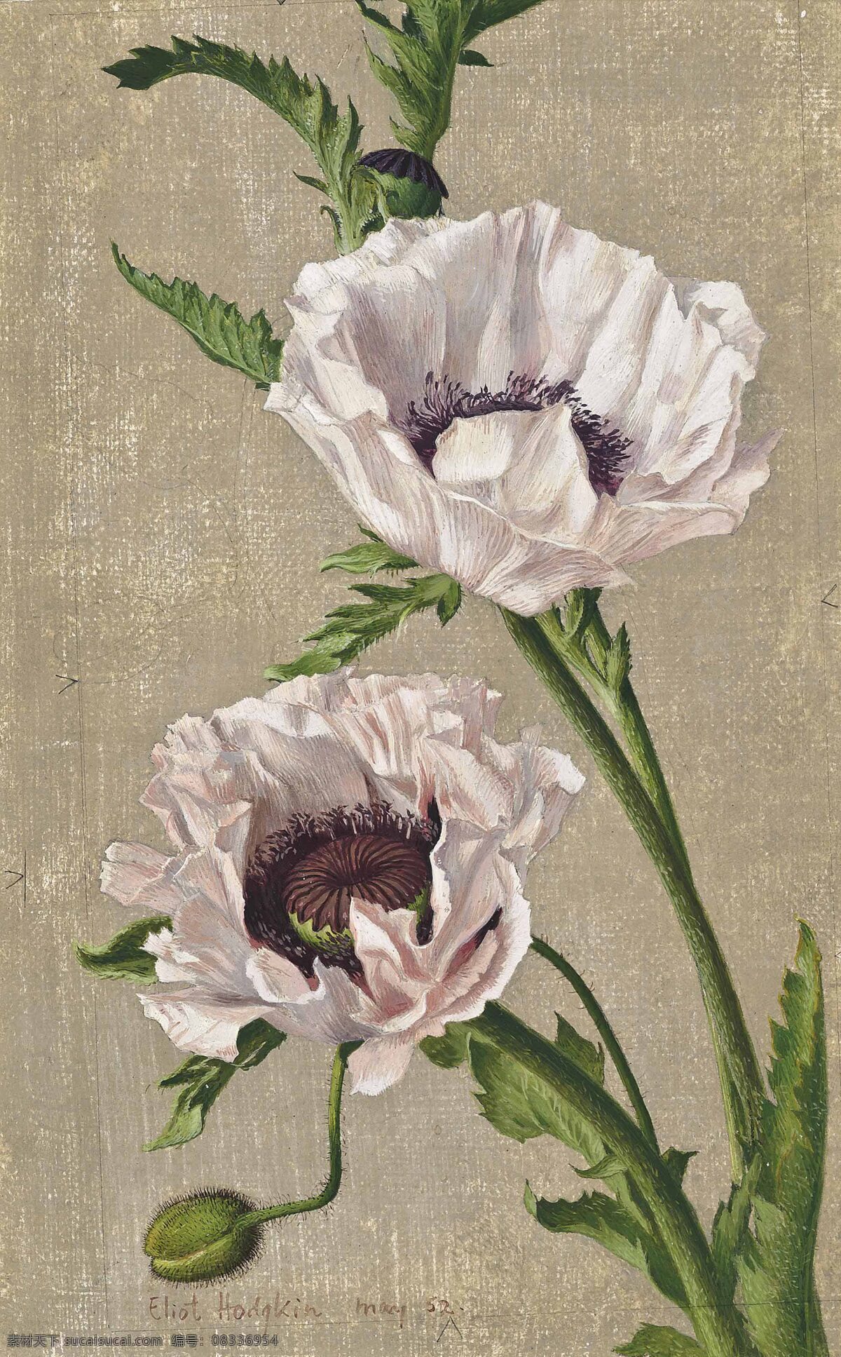 埃里 奥特 霍奇金 作品 英国画家 静物鲜花 罂粟 盛开 现代油画 油画 文化艺术 绘画书法