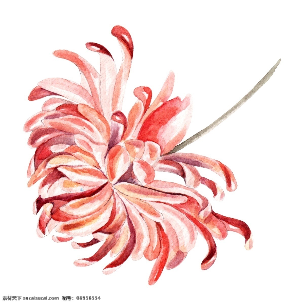 手绘 水彩 花卉 卡通 透明 可爱 鲜花 png免抠图 透明素材 装饰 免 抠 图